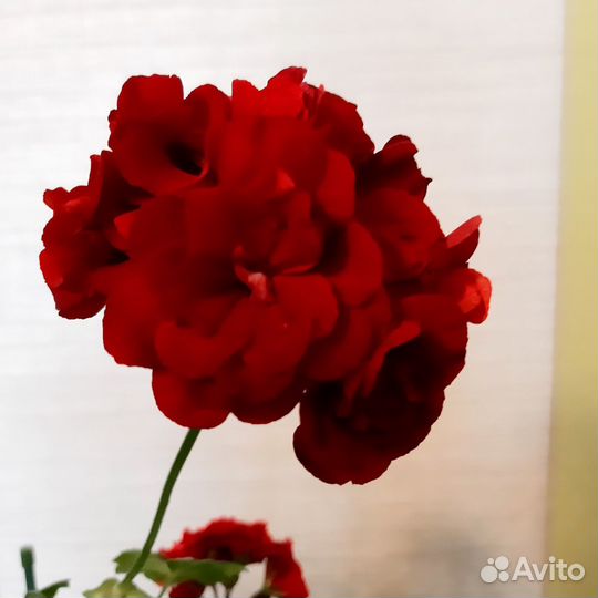 Гарань, пеларгония