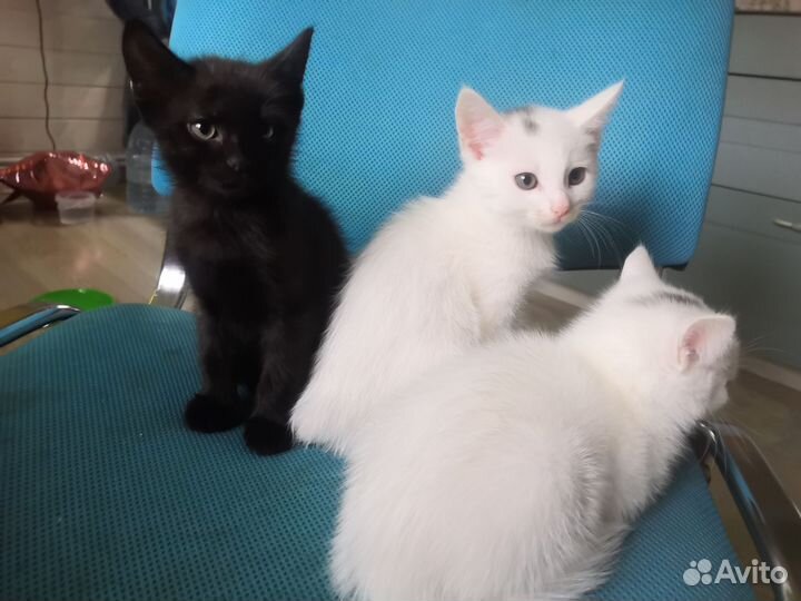 Котята