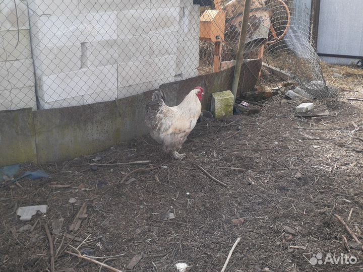 Молодые петухи Кохинхины