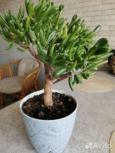 Крассула хоббит