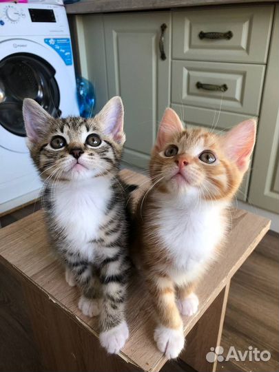 Котята