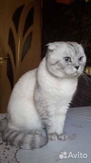 Шотландский кот, вязка