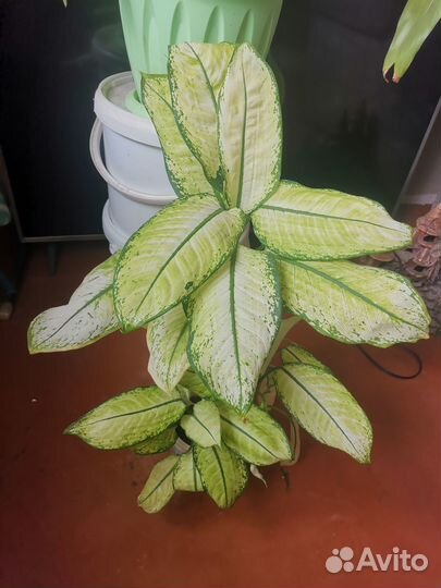 Диффенбахия