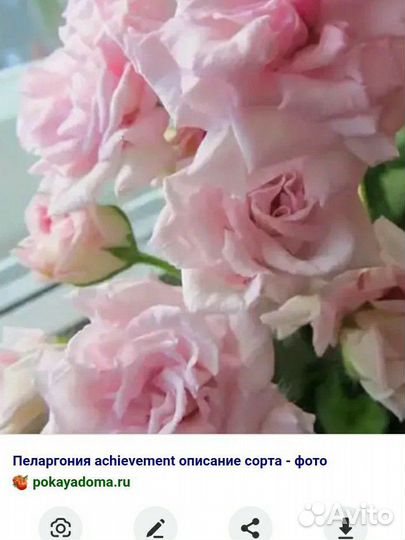 Герань пеларгония розебудная