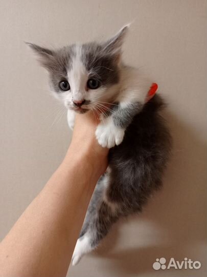Кошка в дар бесплатно