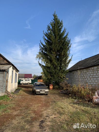 Ель живая