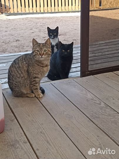 Котята в добрые руки