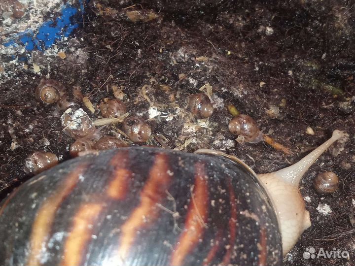 Улитка ахатина. Гигант Африка