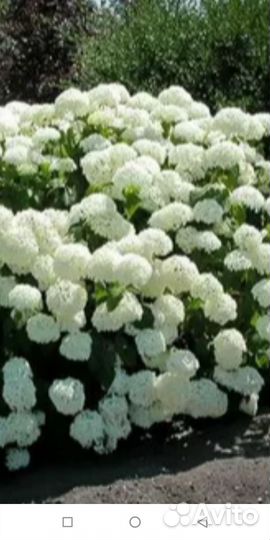 Гортензия белая Анабель