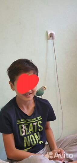 Волнистый попугай ручной