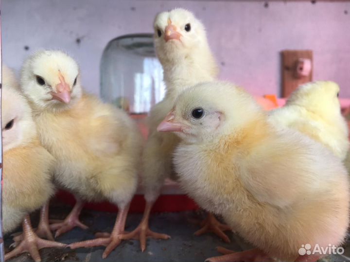 Цыплята бройлеры 