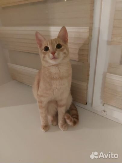 Рыжий котенок