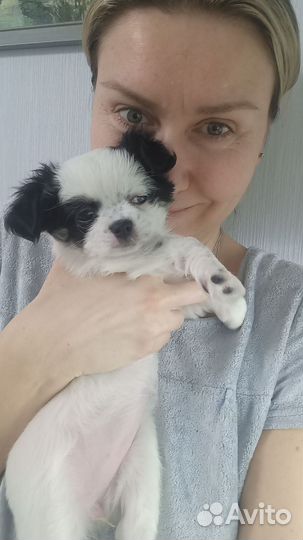 Собаки чихуахуа щенок девочка