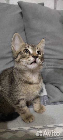 Котенок мальчик в добрые руки