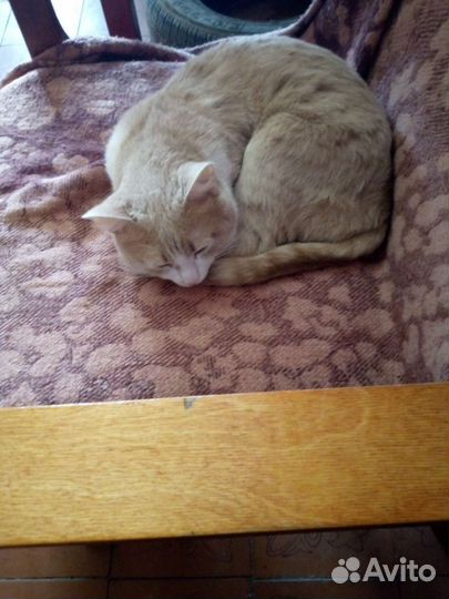 Кот в добрые руки