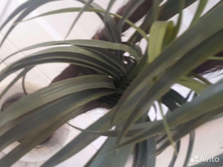 Искусственная пальма