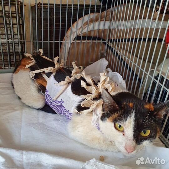 Трехцветная кошка-талисман