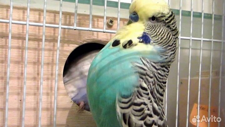 Попугаи ввп чехи и получехи.неразлучники.канарейки