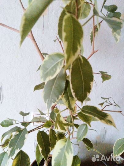 Фикус Бенджамина пестролистный