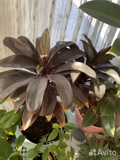 Комнатные растения цветы большие