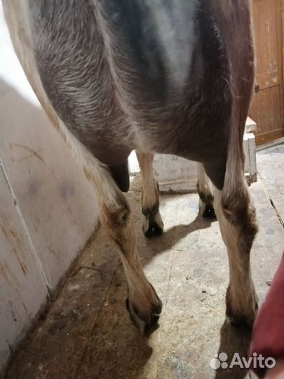 Коза дойная