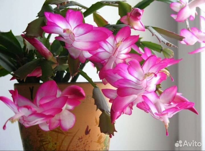 Декабрист разные сорта