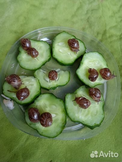 Улитки ахатины бесплатно