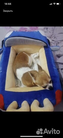 Лежанка для домашнего питомца