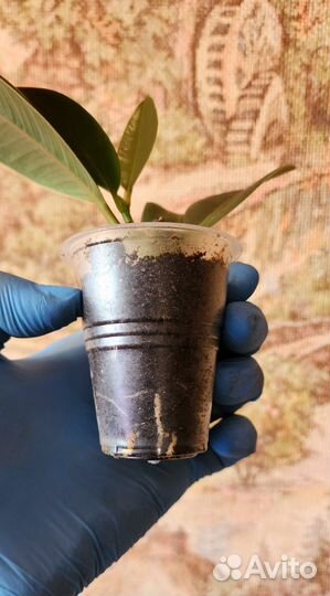 Фикус и Пеперомия туполистная