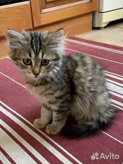 Котенок (2 месяца)