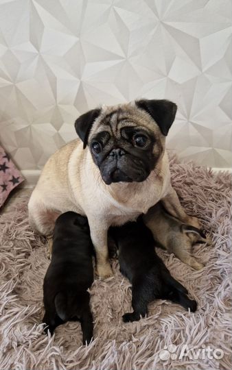 Щенки мопса