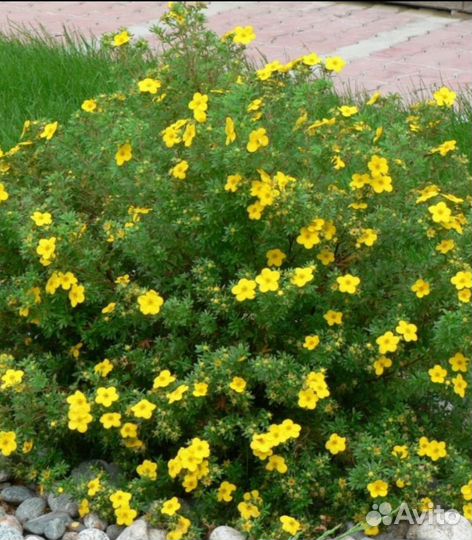 Декоративные кустарники