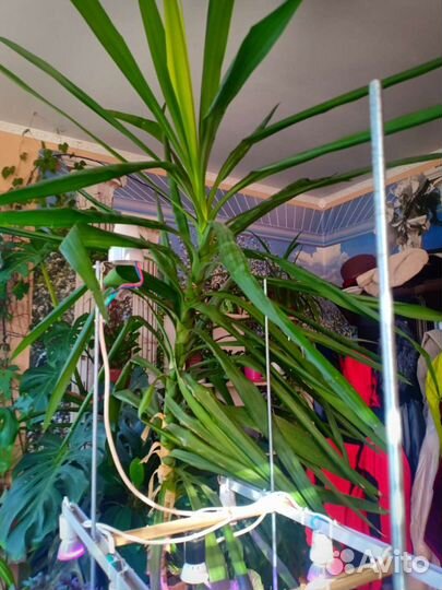 Юкка до потолка