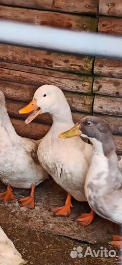 Утки селезень