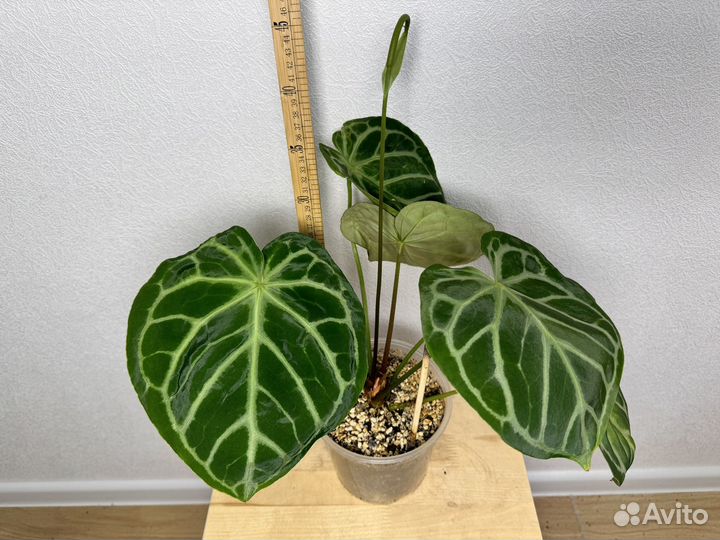 Антуриум сильвер блаш