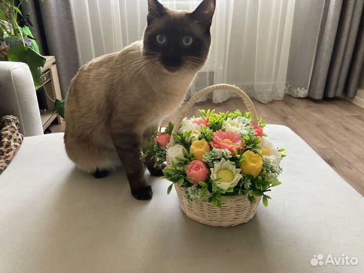Кот для вязки