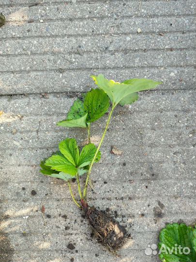 Клубника Гигантелла предзаказ на май