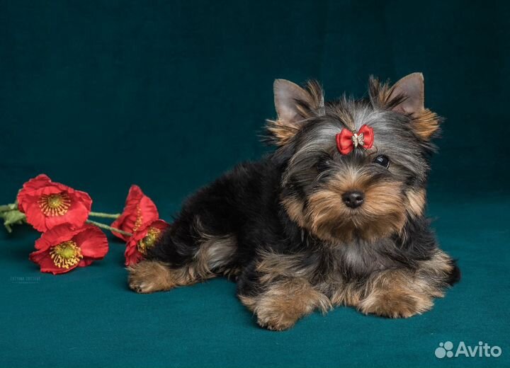 Йоркширский терьер мини девочка