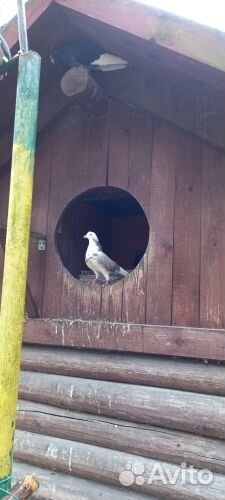 Голуби в хорошие руки