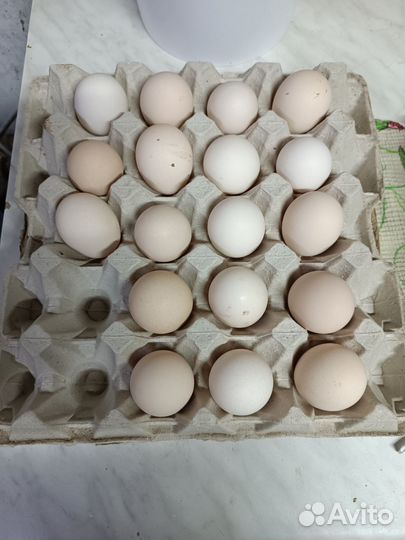 Яйцо куриное инкубационное