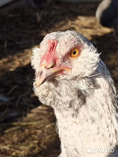 Петухи куры