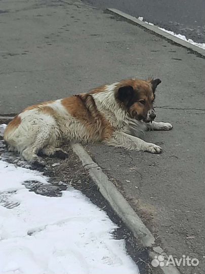 Собачки отловлены в Абакане 08.04.23 Юрченко