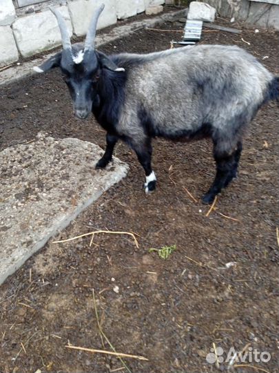 Продам коз