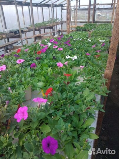 Петунья ампельная и вегетативная