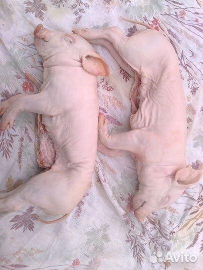 Молочный поросенок на стол