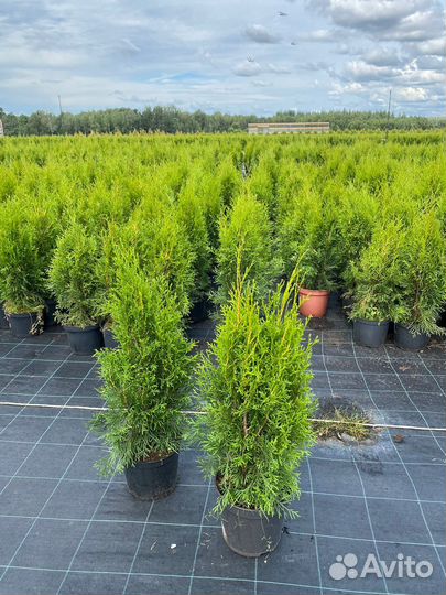 Туя Смарагд 80 см