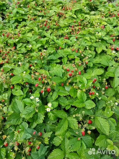 Саженцы земляники