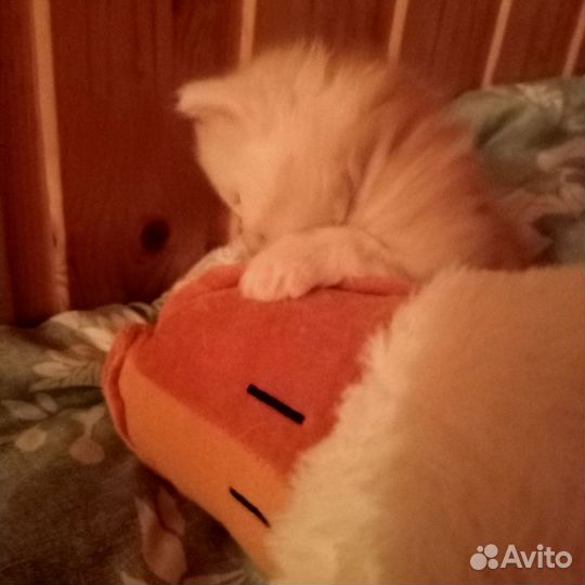 Котики бесплатно