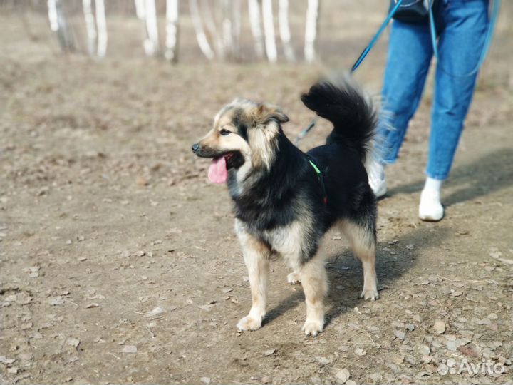 Малыш Рафаэль ищет семью