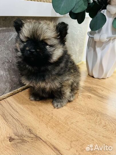 Щенки шпица